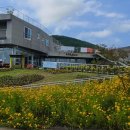 유채꽃프라자 네이버블로그