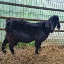 아벨농장 이미지