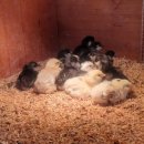 아리농장 이미지