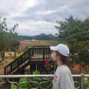 나리 | 양주 천만송이 천일홍 축제 나리농원 데이트 늦은 후기