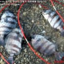 대부도바다낚시터 2026년 6월 15일 월요일 자바리 참돔 돗돔 돌돔 등 조황 및 돌돔 대량입하 이미지