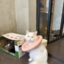 청주고양이입양지원센터 애니멀공화국 이미지