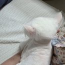 함께냥 성남점 이미지