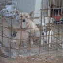 강이랑 아지랑 이미지