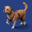 퍼피즈 | 강아지 하네스 추천! 강형욱X퍼피즈 퍼피즈 어드벤처 가슴줄 사용 후기