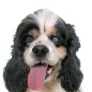 샤인아이안과동물병원 이미지