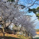 경기도 가볼만한 곳 안산 여행:) 벚꽃 만개한 '대부도 쌍계사' 제주도 해변 분위기 '선재도 뻘다방'