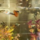 아센바이오 이미지