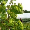 호프 카스테라 이미지