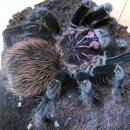 인터매니아 이미지