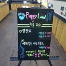퍼피랜드애견카페 이미지