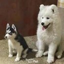 파트라슈반려견학교 이미지