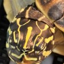 다나음동물병원 | 반수생거북이 중이염?염증? 치료후기(+천안 에니팻동물병원/ 대전 예담동물병원)