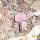 백월농장 이미지