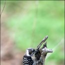 백로마을 이미지