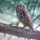 홍원로 | 단종애사(端宗哀史地)의 고장- 영월 청령포(淸泠浦)