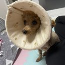 안녕 <b>나의</b> <b>작은</b> <b>강아지</b>