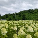 41190-01-07-234 | 7.8월꽃구경 강원도내륙 수국명소 가볼만한곳 주차 방문팁