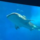 도림사 관광지(야외무대 ) | 오키나와 아기랑 가볼만한곳 | 츄라우미 수족관 돌고래쇼(오키짱 극장) / 수족관 방문 후기