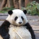 바오 이미지