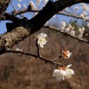 매실향기 이미지