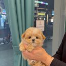 하남강아지 이미지