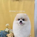 댕곤댕곤 이미지