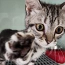 압구정동물의료센터 이미지