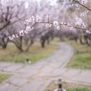 걸매공원 축구장 네이버블로그