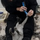 고양이미용실 나른하냥 이미지