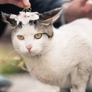 꽃냥이네 이미지