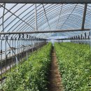 명월1리 이미지