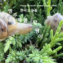 한국고유종 명주배꼽달팽이 이미지