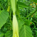 천사꽃펜션 이미지