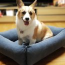 꿈이크는 동물병원 이미지