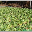 정가네김치 이미지