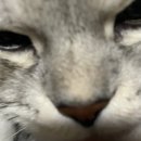 퍼피즌동물병원 이미지