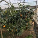 행복한농부 이미지