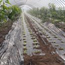 강두농장 이미지