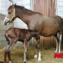 춘천 송암스포츠타운 승마장 이미지