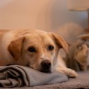 신미주(아) 이미지