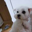 둥개둥개 이미지