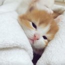 고함량 식물성 멜라토닌으로 불규칙한 수면 루틴 극복기 :: 30대 여성의 리얼 후기