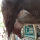 숲속산양목장 이미지