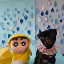 블링블링슈가 이미지