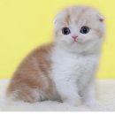 강남고양이분양 나비캣 이미지