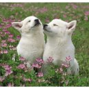 25시 종합동물병원 이미지