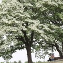 양재리이팝나무 이미지