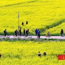 낙동강관리본부 대저생태공원 6 이미지