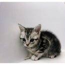 개린이집 강아지분양 고양이분양 전주본점 이미지